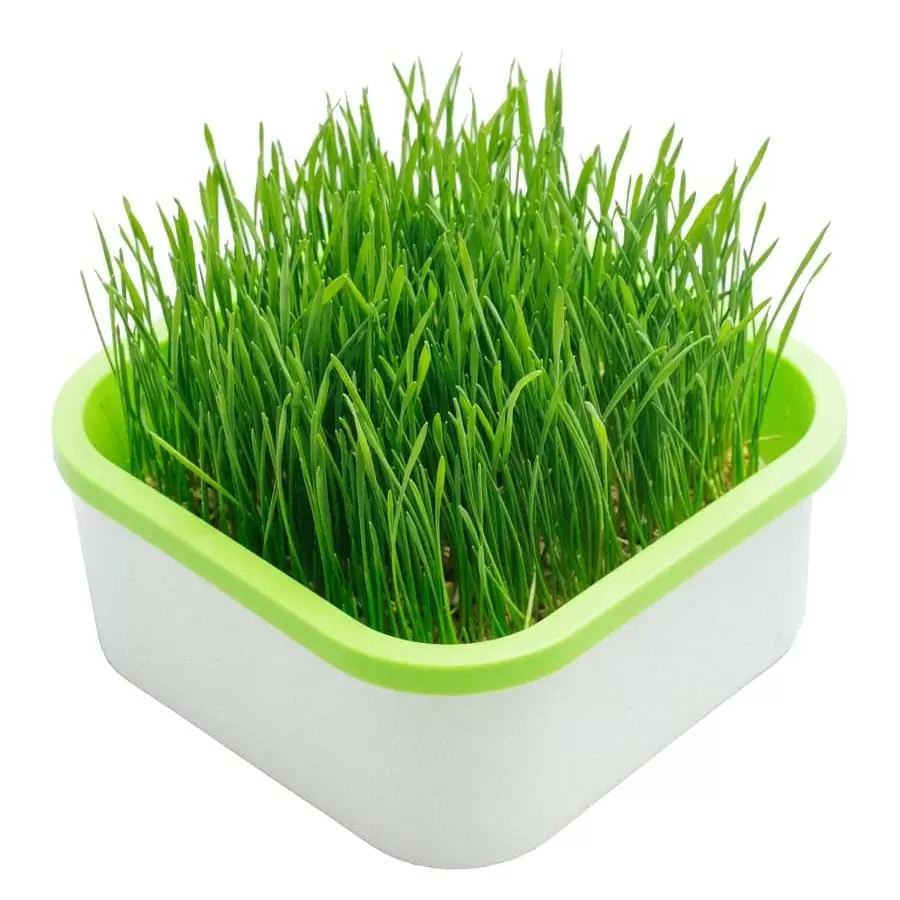 Проращиватель "Здоровья КЛАД"