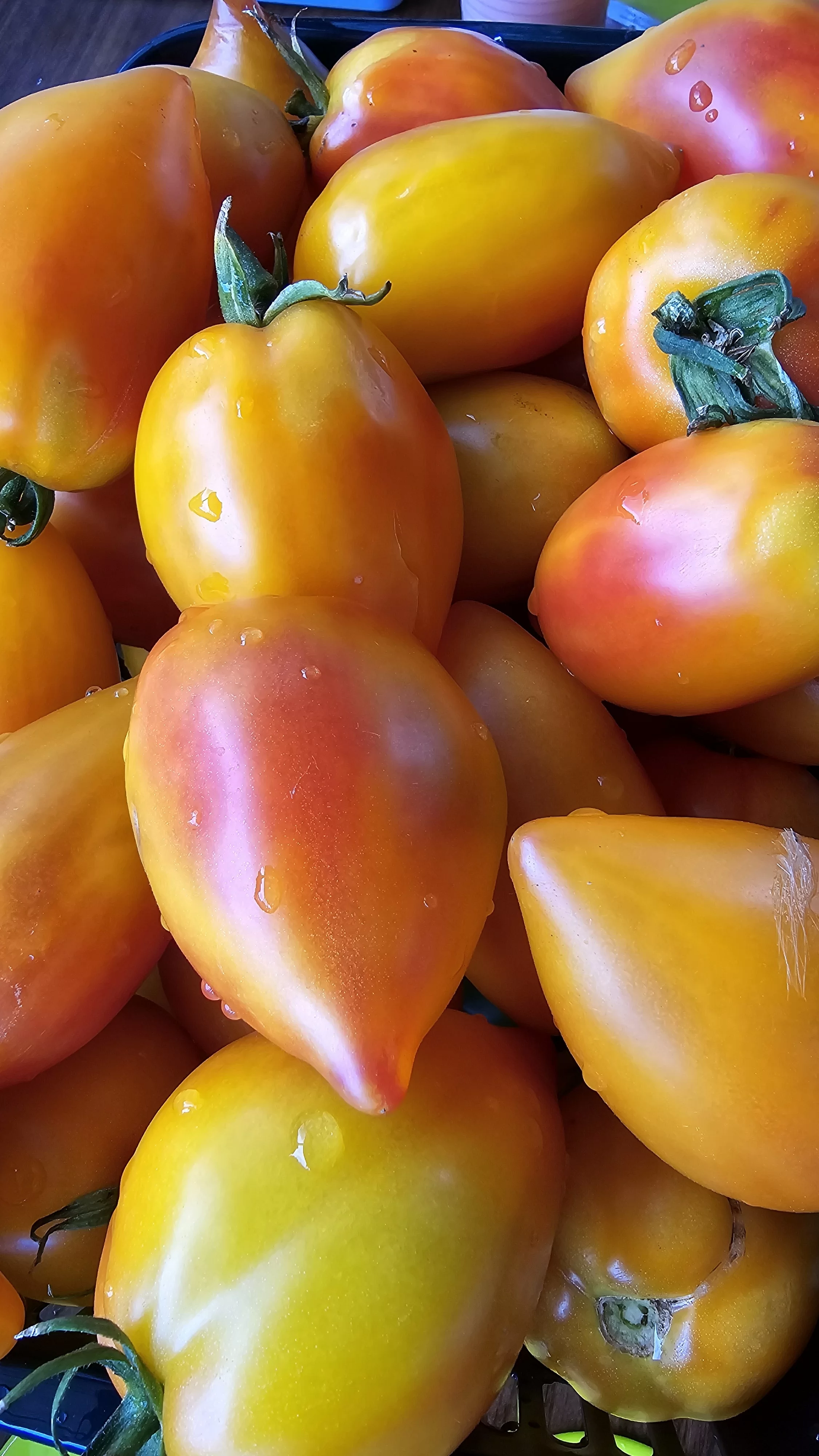 Алматинский желтый тюльпан