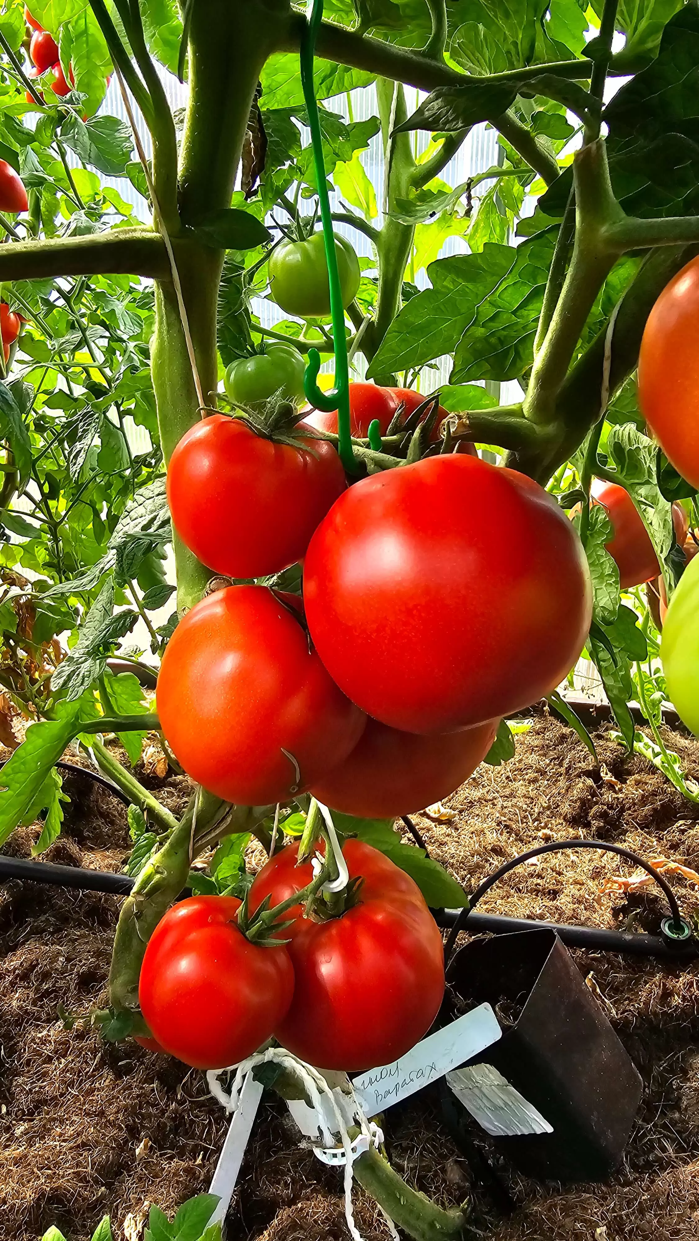 Гном Варатах