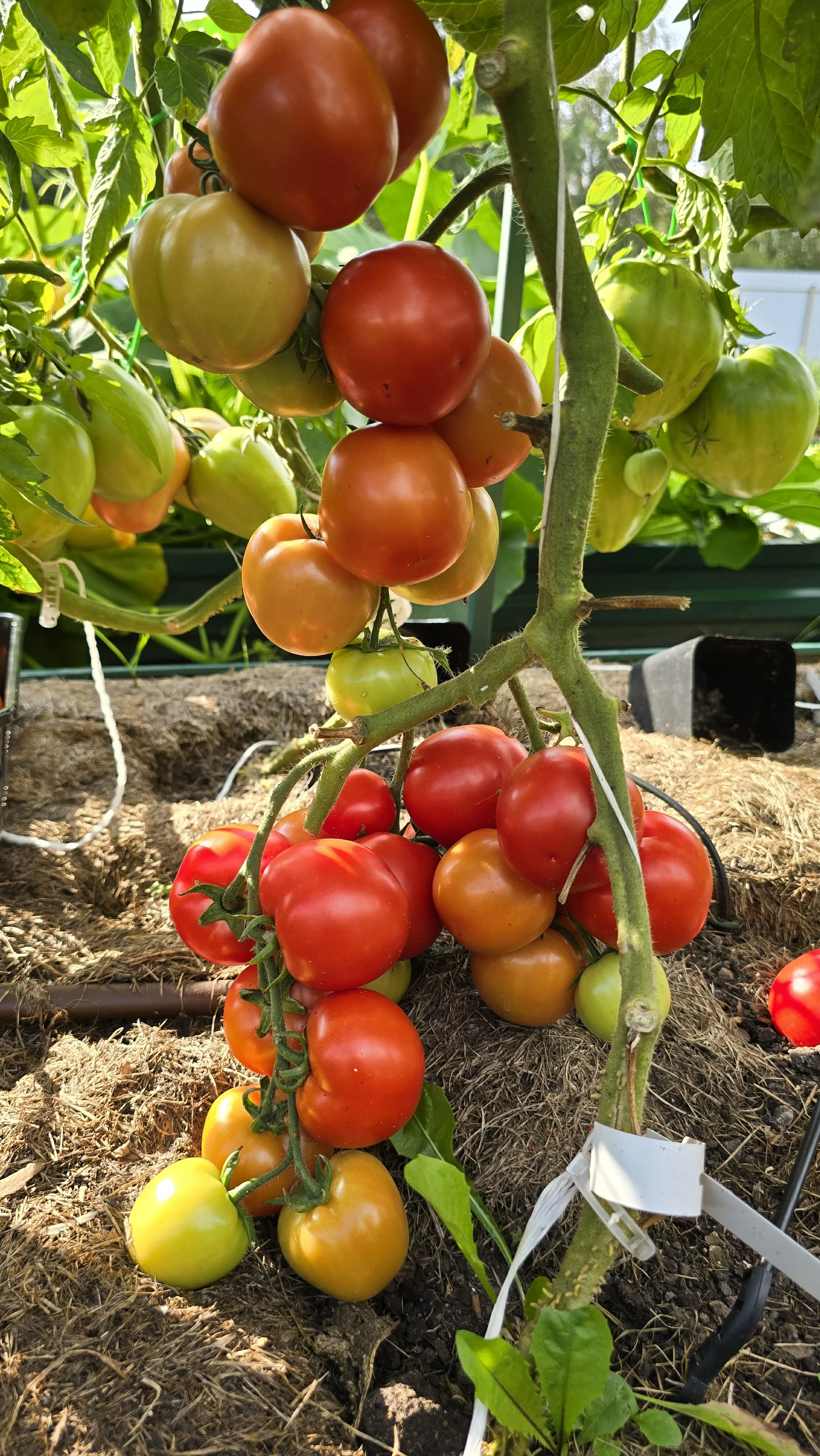 Ранний кистевой