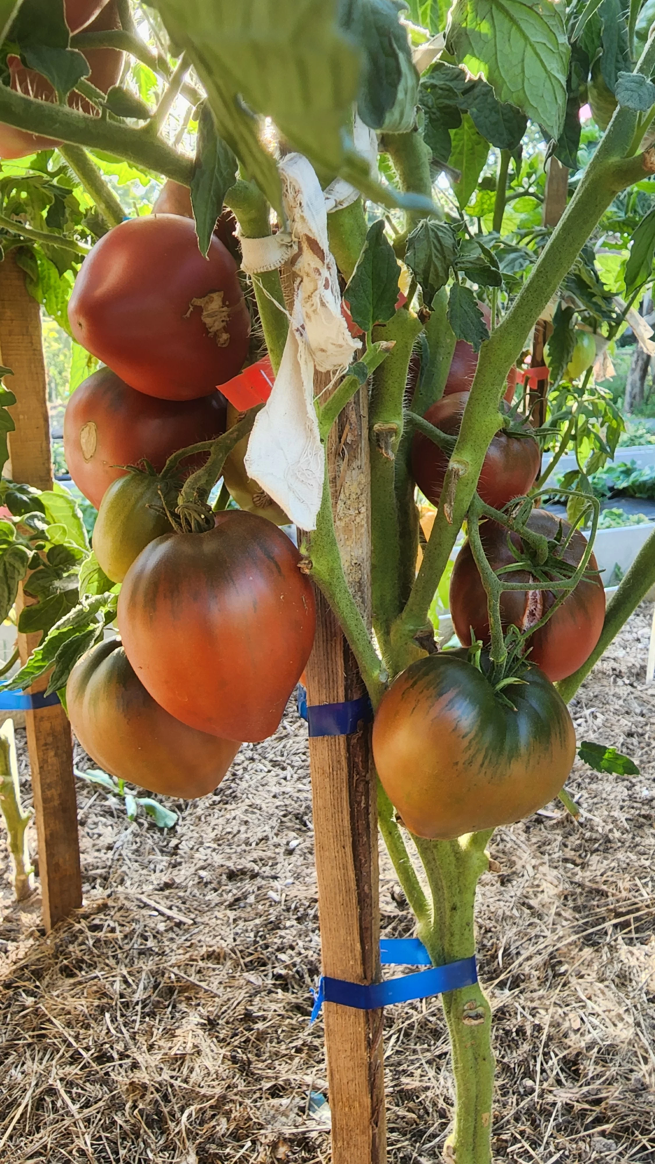 Гном фиолетовое сердце